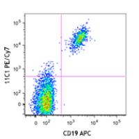 PE/Cy7 anti-human CD268 (BAFF-R)