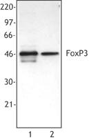 Purified anti-mouse/rat/human FOXP3