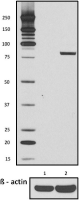Purified anti-STAT1 Phospho (Ser727)