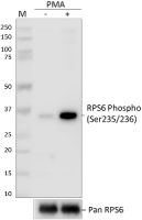 Purified anti-RPS6 Phospho (Ser235/Ser236)