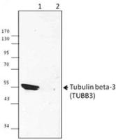 Purified anti-Tubulin β 3 (TUBB3)