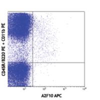 APC anti-mouse CD135