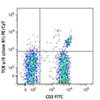 PE/Cy7 anti-human TCR γ/Î´