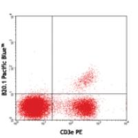 Pacific Blue™ anti-mouse TCR Vα2