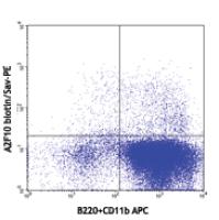 Biotin anti-mouse CD135