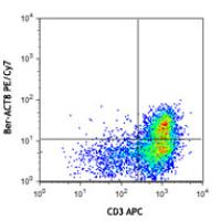 PE/Cy7 anti-human CD103 (Integrin αE)