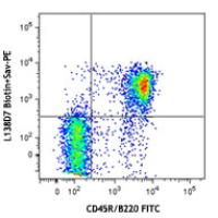 Biotin anti-mouse CD185 (CXCR5)