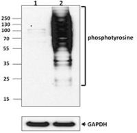 Biotin anti-Phosphotyrosine