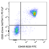PE/Cy7 anti-mouse CD20