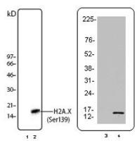 Purified anti-H2A.X Phospho (Ser139)