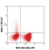 PE/Cy7 anti-mouse IFN-γ