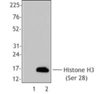 Purified anti-Histone H3-Phosphorylated (Ser28)