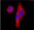 HA tag stably transfected CHO cells were fixed with ice cold methanol for five minutes, and blocked with 5% FBS for 30 minutes. Then the cells were intracellularly stained with 1 microg/ml Alexa Fluor® 647 conjugated (red) anti-HA.11 Epitope Tag ant