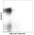C57BL/6 CD3+ splenocytes stained with H57-597 PE and TCR&#947;/&#948; (UC7-13D5) FITC