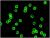 Human peripheral blood lymphocytes stained with OKT4 Alexa Fluor&reg; 647