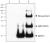 Immunoprecipitation/Western blot analysis of capturing ability of MCP-1 antibody for 200ng/ml MCP-1 recombinant protein. Lane 1 was immunoprecipitated with Armenian hamster IgG isotype control antibody and lane 2 was immunoprecipitated with MCP-1 antibod
