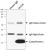 Immunoprecipitation/Western Blot analysis using purified anti-Cytochrome c antibody (6H2.B4). 800 microg of HeLa cell lysates was tested at protein concentration of 1microg/microL for each sample. Lane 1 was immunoprecipitated with control antibody