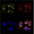 HeLa cells were stained with 250 nM of MitoSpy™ Orange CMTMRos (yellow) for 20 minutes, fixed with 4% paraformaldehyde (PFA) for ten minutes, and permeabilized with 0.1% Triton X-100 for ten minutes. Then the cells were stained with anti-Cytochrome