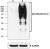 Western blot analysis of Hela untreated (lane 1) cell and Hela treated with Pervanadate for 15min (lane 2) using Biotin-anti-phosphotyrosine antibody (PY20). GAPDH antibody (poly6314) was used as loading control.