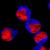 293E cells were stained by purified anti-Tubulin-gamma (clone Poly6209) and labeled with BV421 anti-rabbit-IgG (clone Poly4064 (blue)). Nuclei were stained with propidium iodide (red).