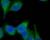 Hela cells were stained with anti-Tubulin-γ and secondarily labeled with DyLight488™ anti-mouse IgG (Poly4053).